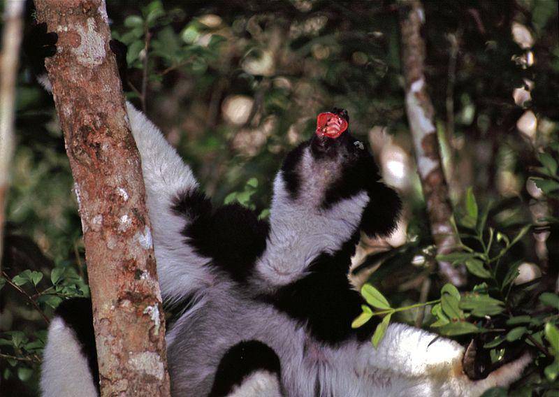 Indri (commons.wikimedia.org/Bernard DUPONT)