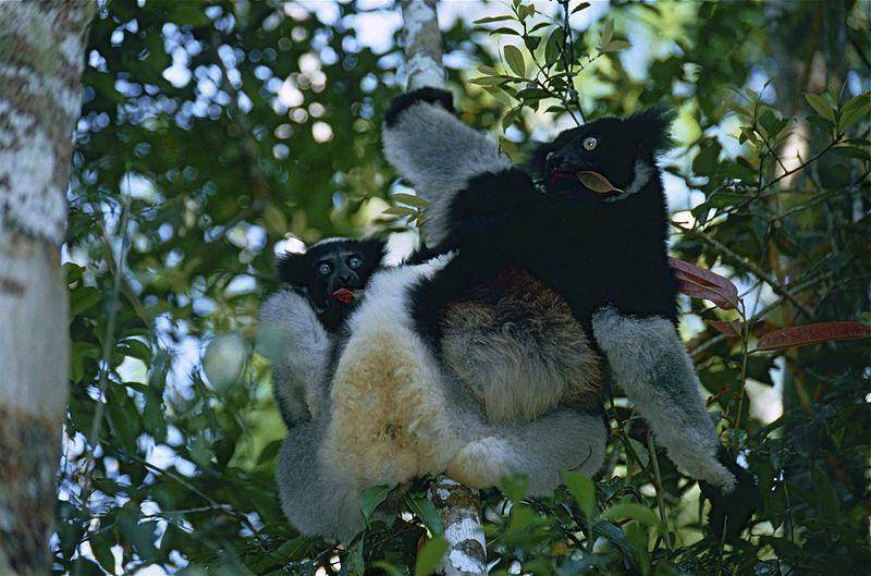 Indri (commons.wikimedia.org/Bernard DUPONT)