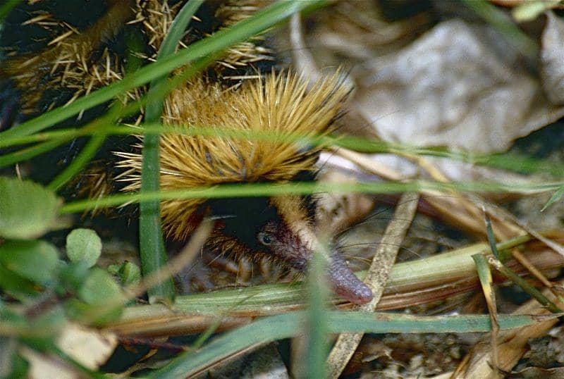 Tenrec bergaris dataran rendah (commons.wikimedia.org/Bernard DUPONT)