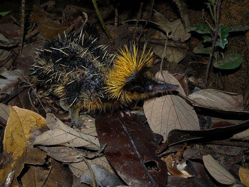 Tenrec bergaris dataran rendah (commons.wikimedia.org/Frank Vassen)