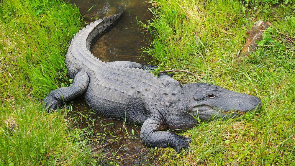 ilustrasi aligator (pixabay.com/Cloud11)