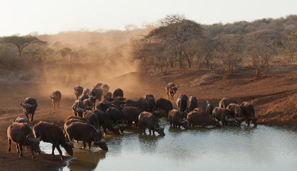 5 Hewan yang Termasuk Africa's Big Five, Istilah Ikonik bagi Afrika