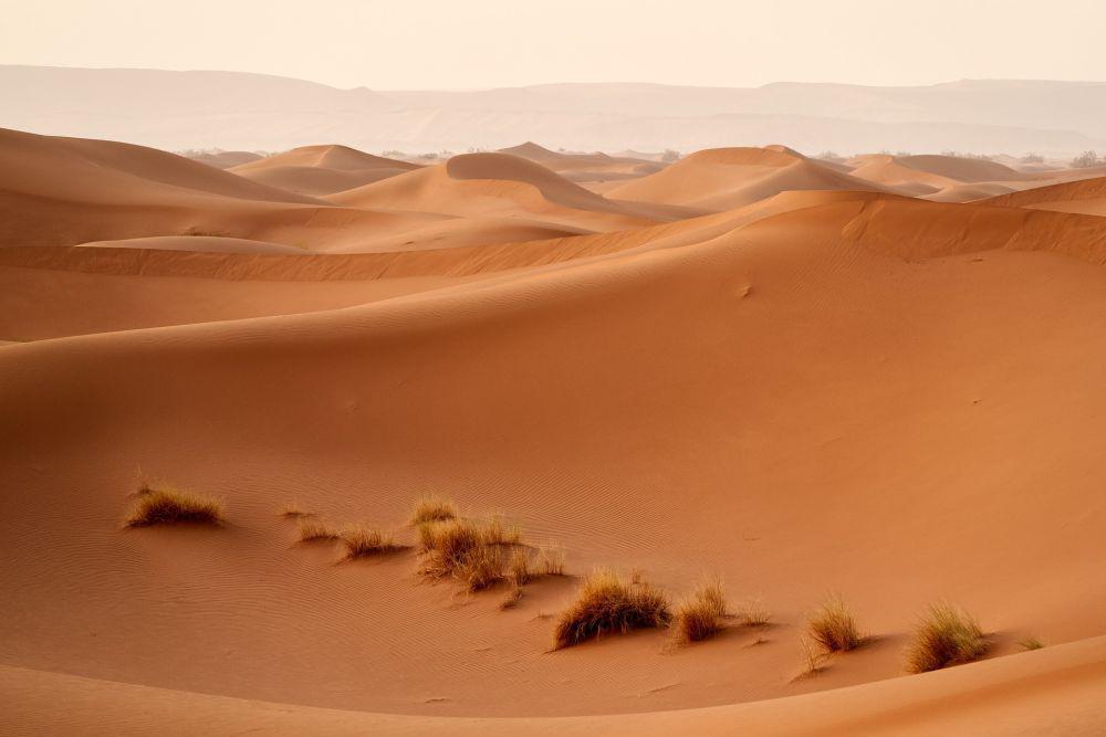 Gurun Sahara Mendadak Menghijau, Dampak dari Perubahan Iklim