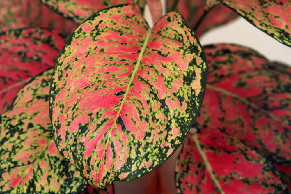 ilustrasi tanaman Aglaonema (pexels.com/Jeffry Surianto)