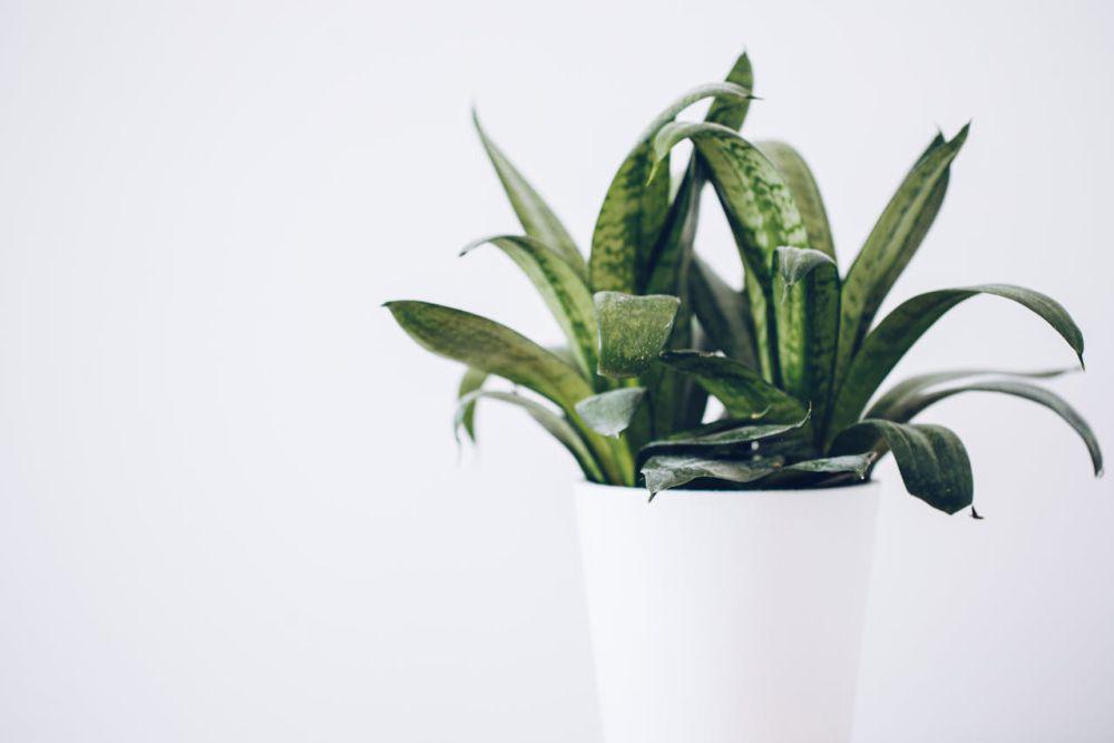 ilustrasi tanaman snake plant (pexels.com/Damian Apanasowicz)