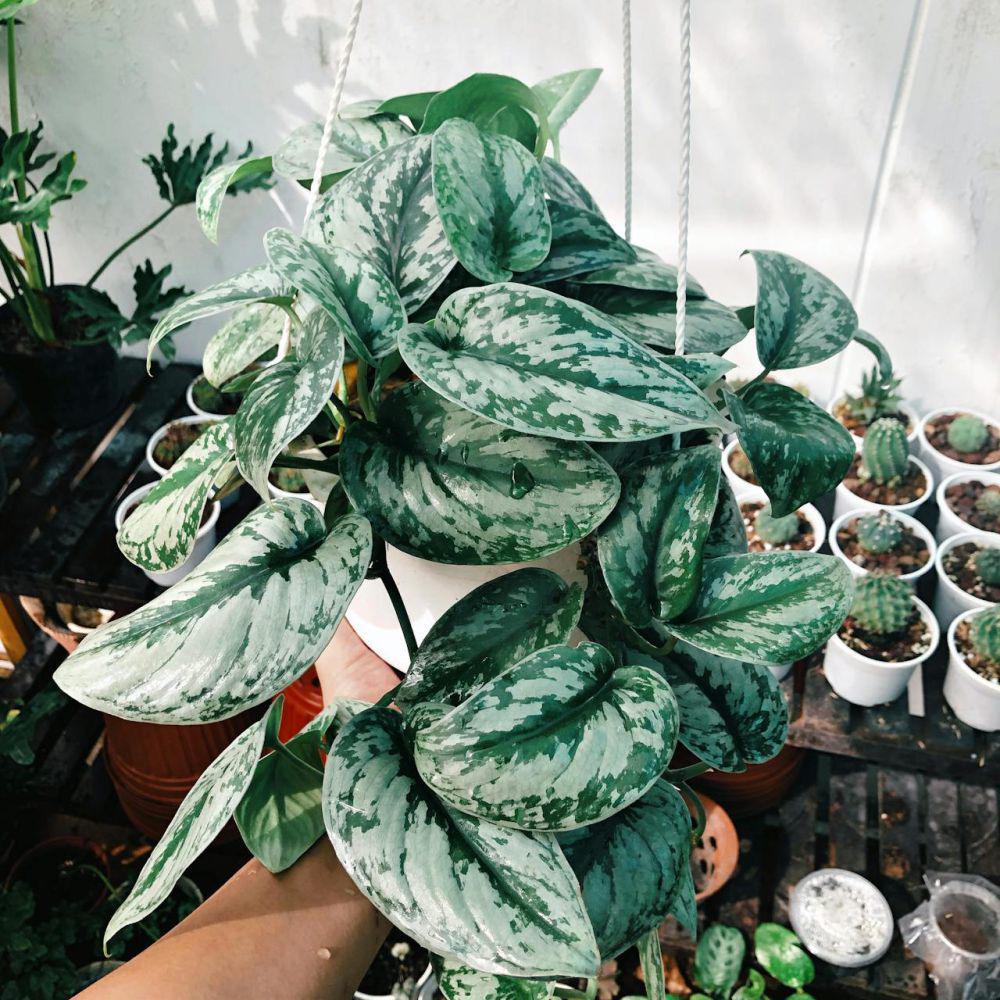 ilustrasi tanaman pothos (pexels.com/Koi san)
