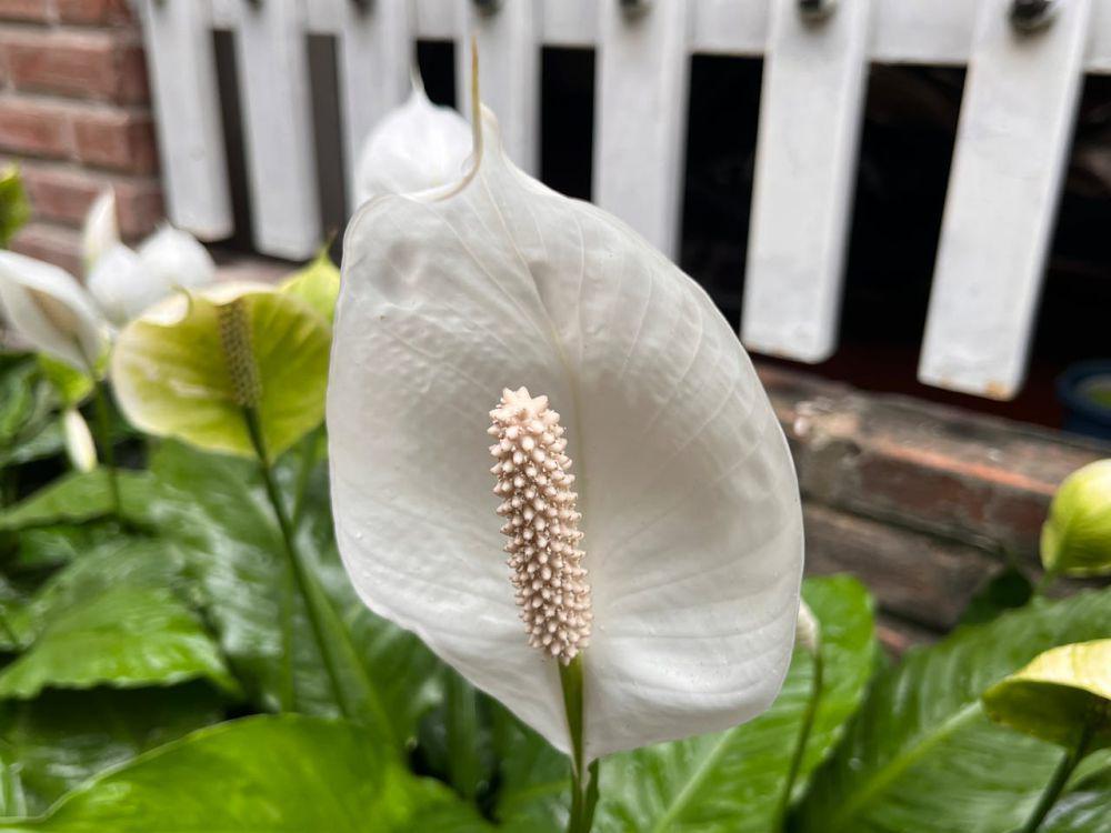 ilustrasi tanaman Peace lily (pexels.com/Serg Alesenko)