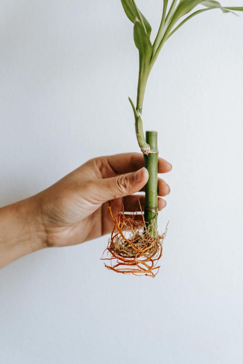 ilustrasi tanaman Lucky bamboo (pexels.com/Teona Swift)