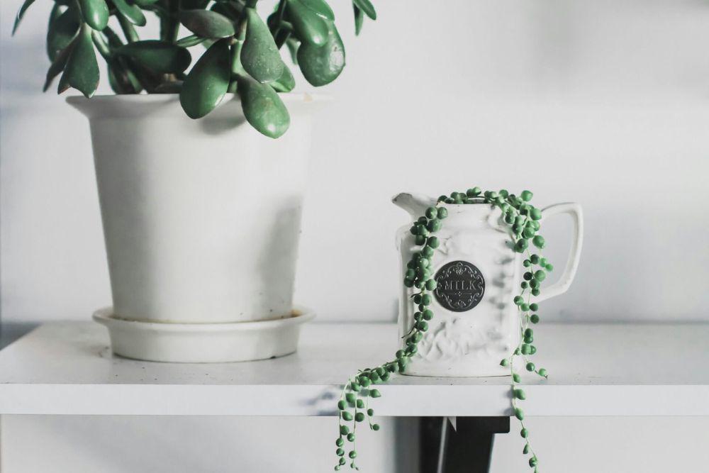ilustrasi tanaman String of pearls (unsplash.com/Kara Eads)