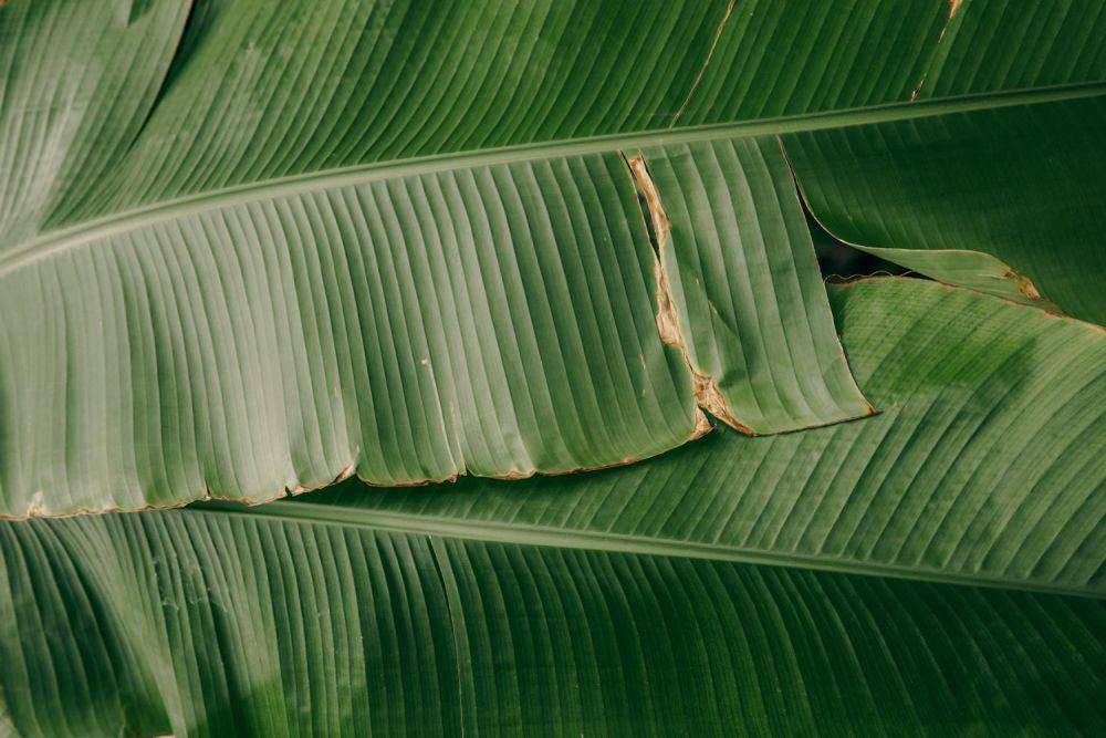 Ilustrasi daun pisang (pexels.com/id-id/@maksgelatin/)