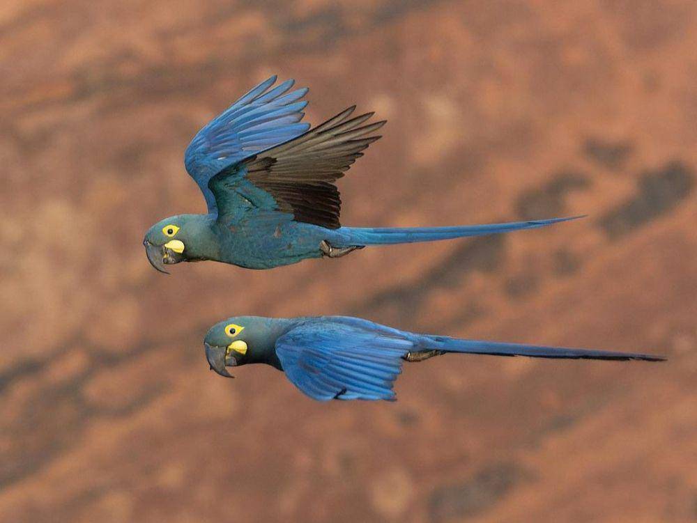 macaw lear (instagram.com/guibattistuzzo_photography)
