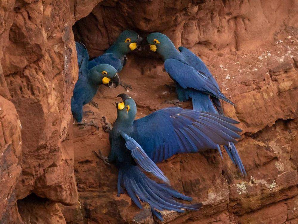 macaw lear (instagram.com/juliusdadalti)