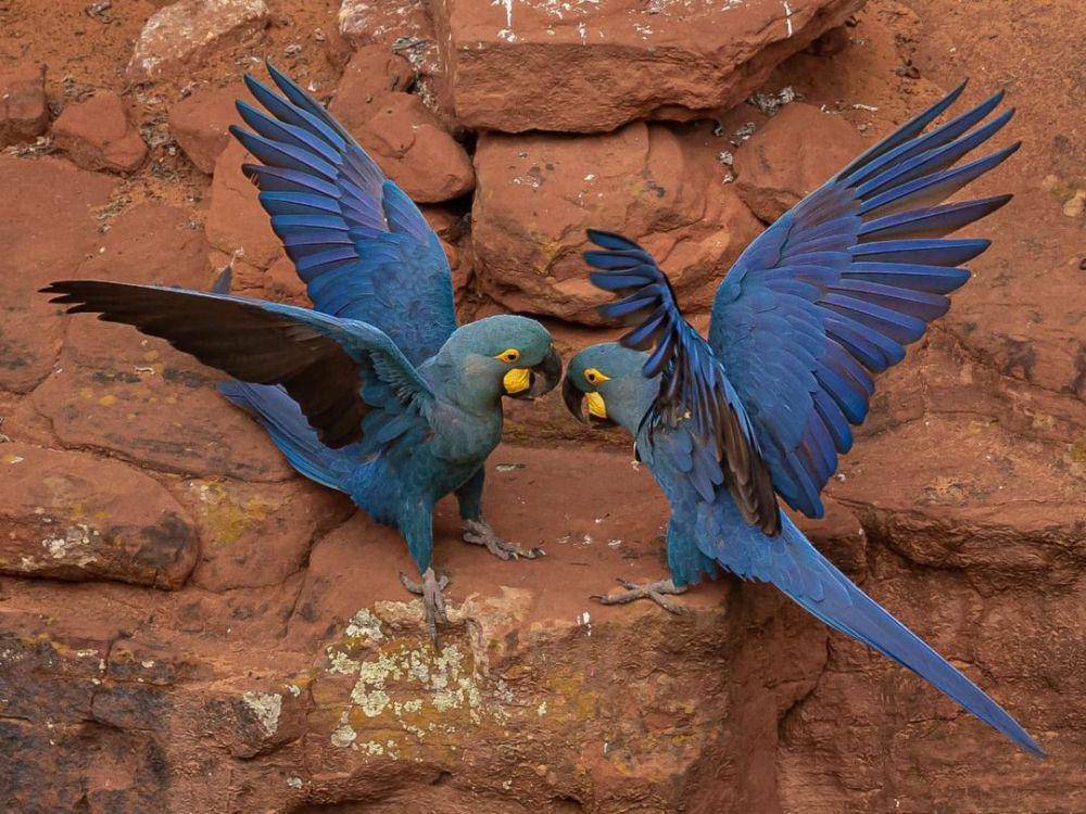 macaw lear (instagram.com/juliusdadalti)