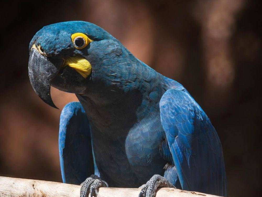 macaw lear (instagram.com/chrispiw93)