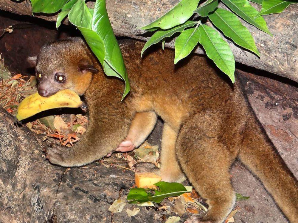 kinkajou (instagram.com/zoo_lesliepantin)