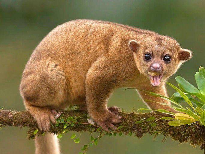 kinkajou (instagram.com/paleotuga)