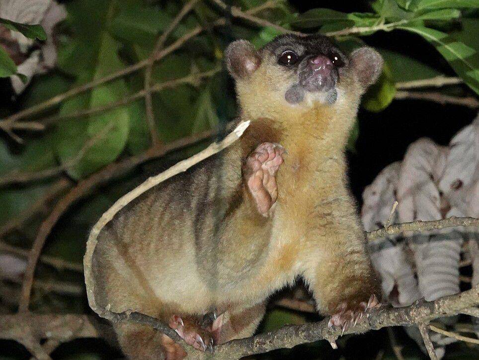kinkajou (commons.wikimedia.org/desertnaturalist)