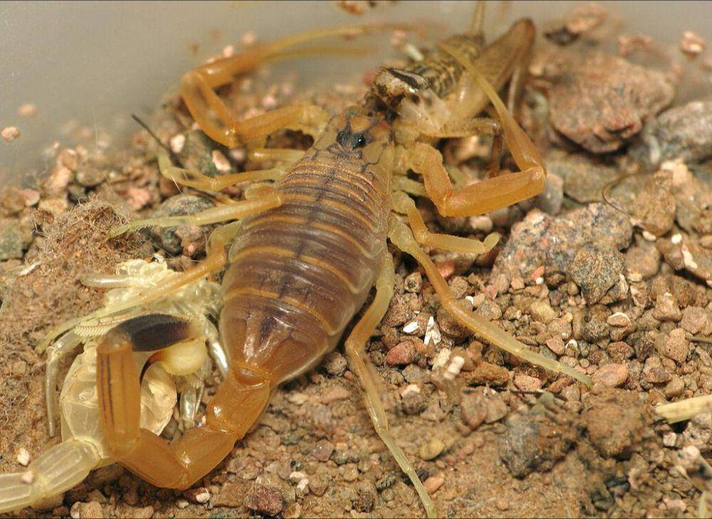 kalajengking deathstalker (commons.wikimedia.org/Tola Kokoza)
