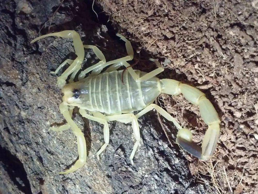 kalajengking deathstalker (instagram.com/zookeeper_maciej)
