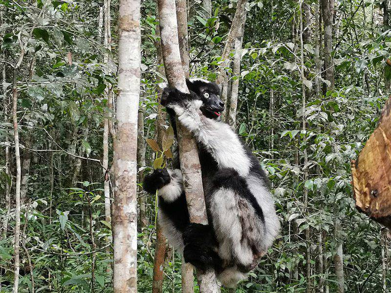 Indri (commons.wikimedia.org/Z thomas)
