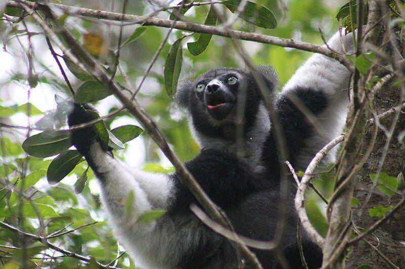 Indri (commons.wikimedia.org/Heinonlein)