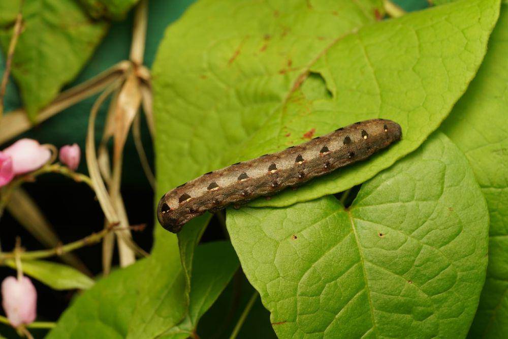 Ulat ngengat tembakau (inaturalist.org/pygo)