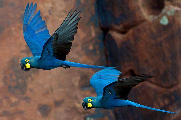macaw lear (commons.wikimedia.org/Joao Quental)