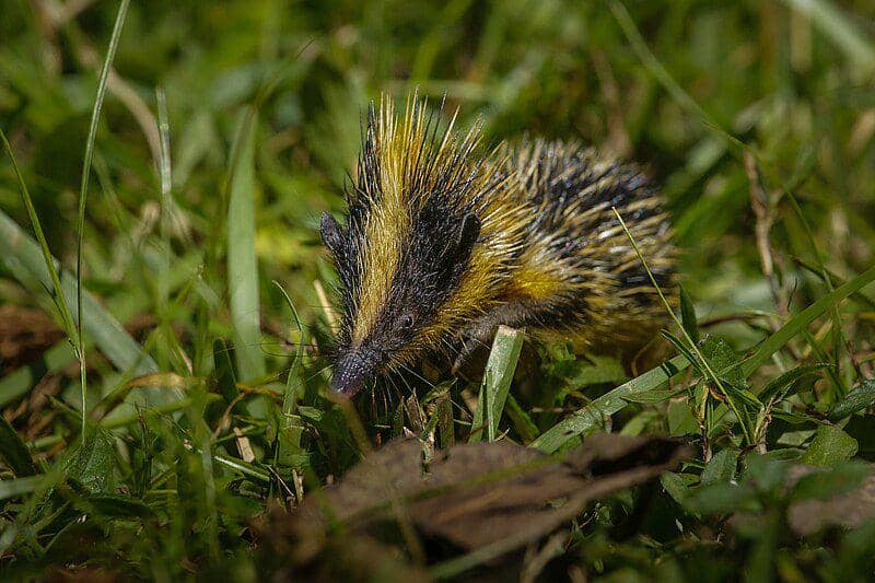 Mengenal Tenrec Bergaris Dataran Rendah, Hewan Berduri Pemakan Cacing