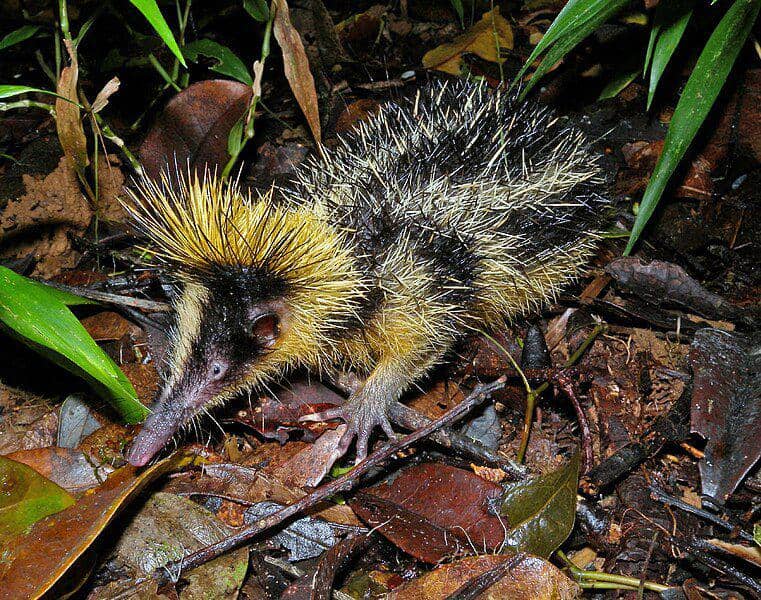 Tenrec bergaris dataran rendah (commons.wikimedia.org/Frank Vassen)