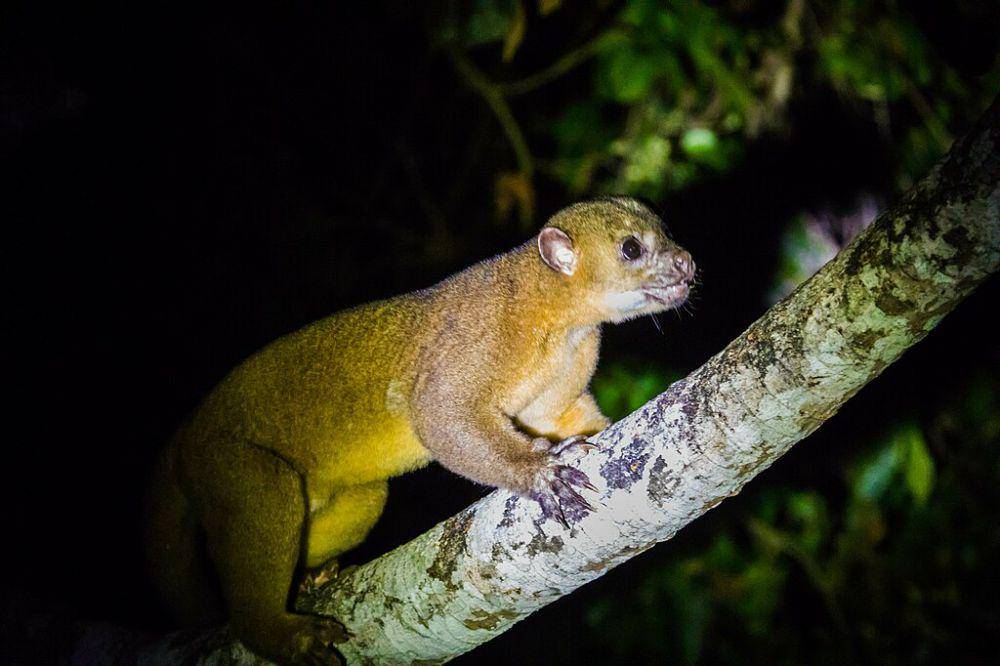 kinkajou (commons.wikimedia.org/Melissa McMasters)