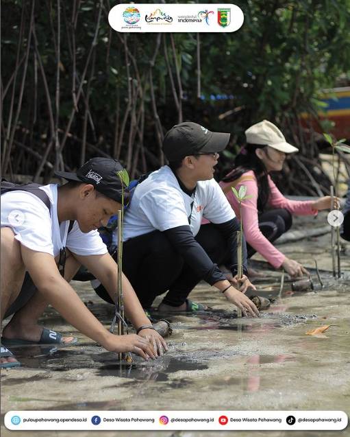 Potret Menanam Mangrove di Desa Wisata Pulau Pahawang (Instagram/desapahawang.id)