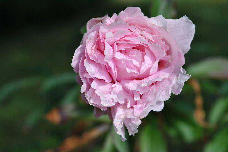 ilustrasi peony (freepik.com/ wirestock)