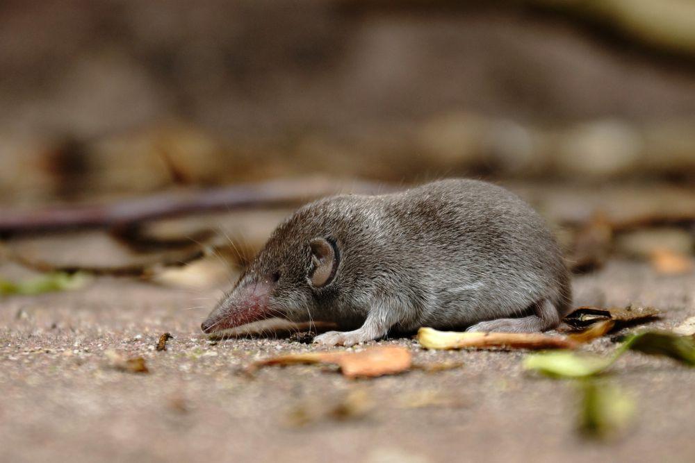 6 Fakta Unik Celurut, Hewan Mirip Tikus yang Sama Sekali Bukan Tikus