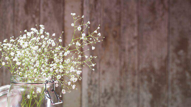 ilustrasi baby breath (freepik.com/ freepik)