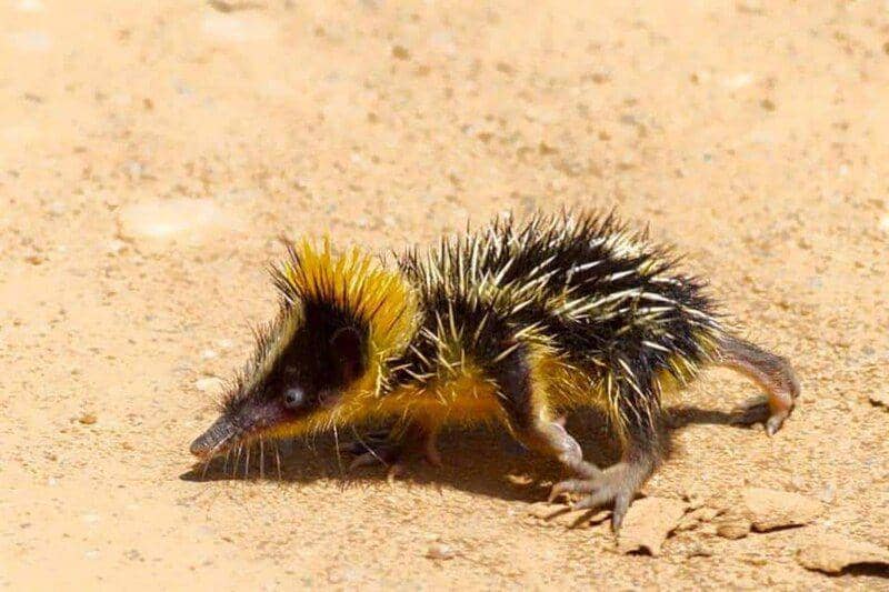 Tenrec bergaris dataran rendah (commons.wikimedia.org/Alimohamed0)