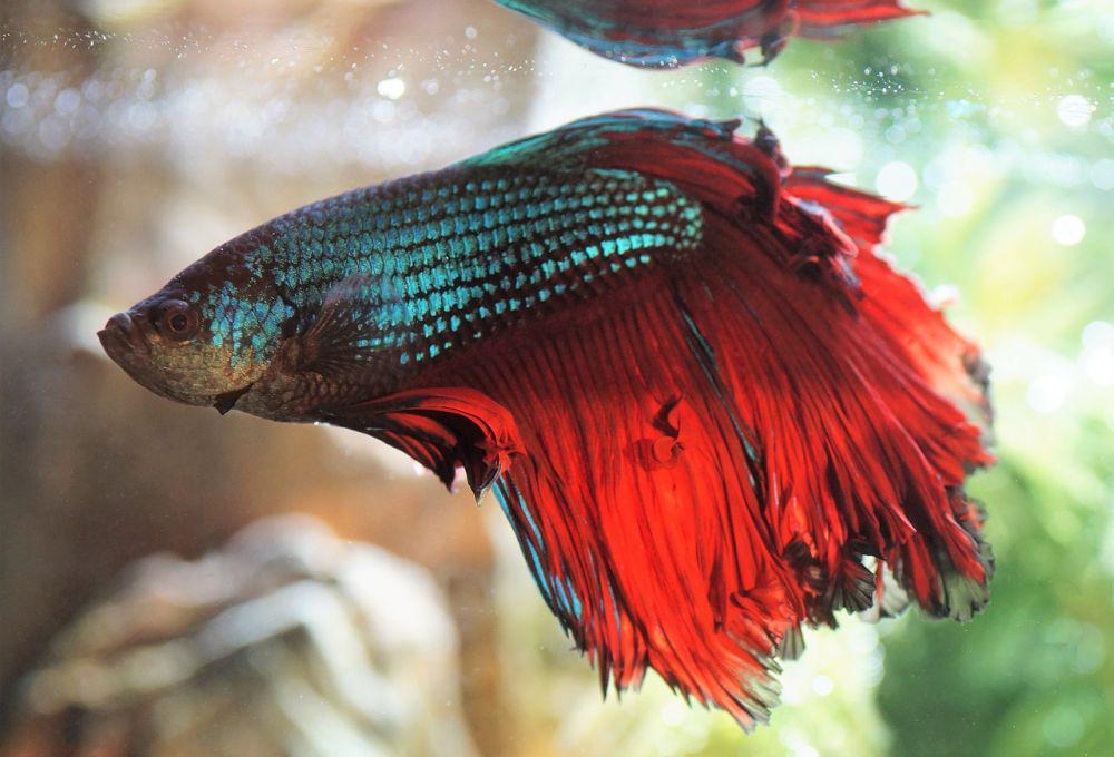 ilustrasi ikan cupang (pixabay.com/ivabalk)