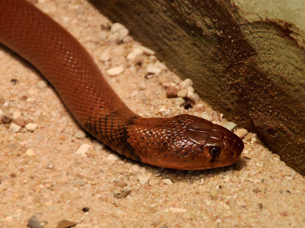 Kobra penyembur merah (commons.wikimedia.org/NasserHalaweh)