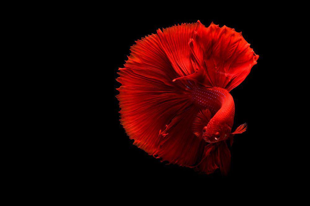 ilustrasi ikan cupang (pixabay.com/StockSnap)