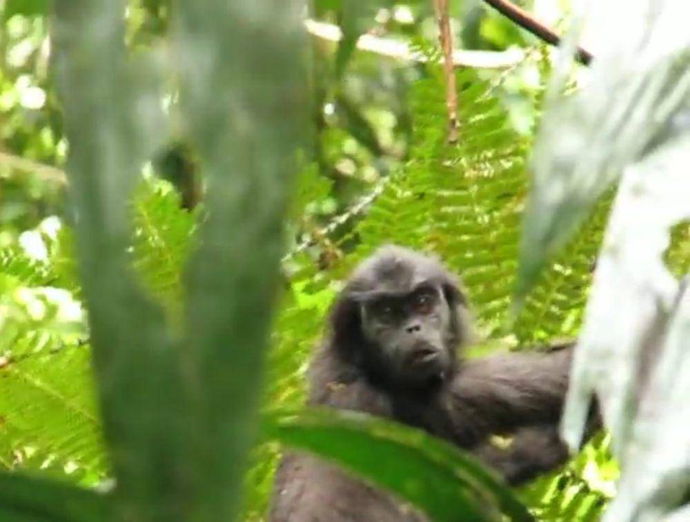 Simakobu (youtube.com/Wandy Erb, Ph.D)