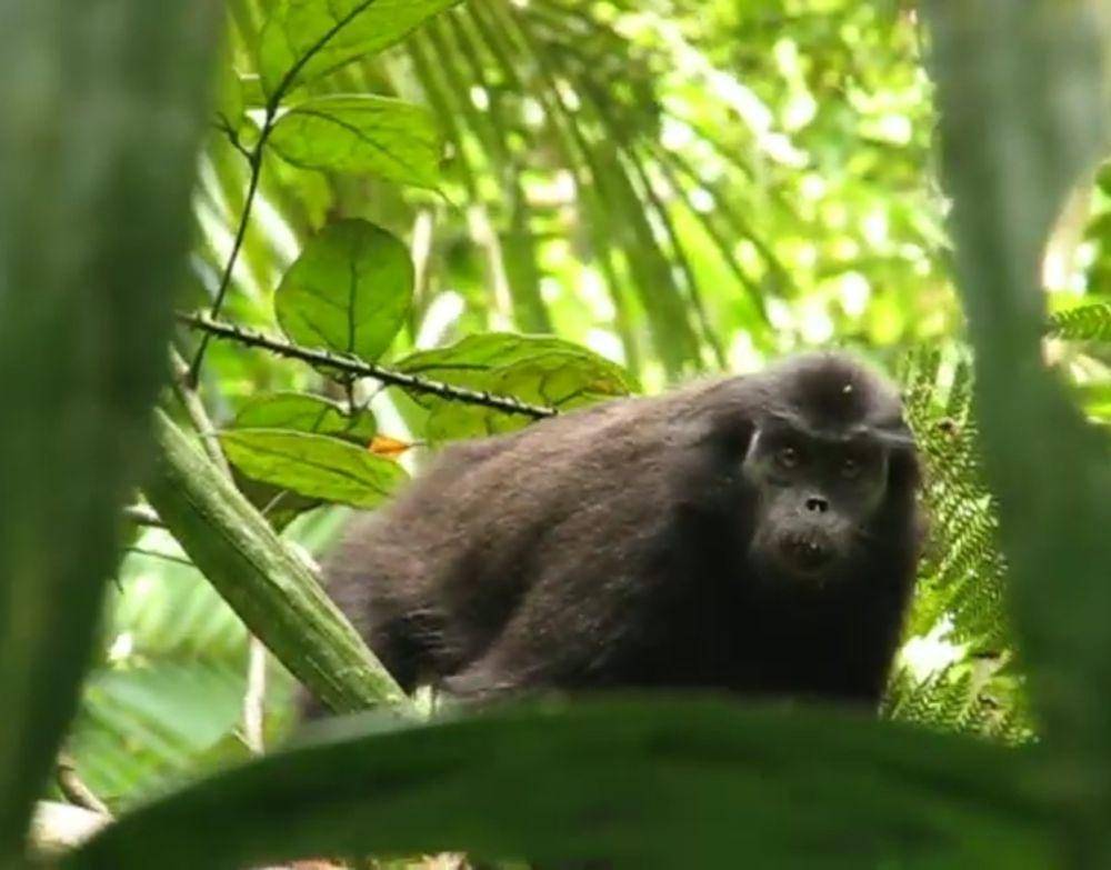 Simakobu (youtube.com/Wandy Erb, Ph.D)