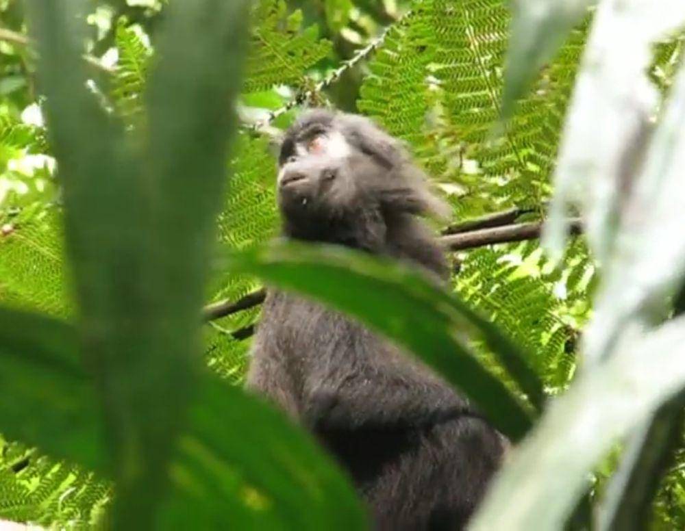 Simakobu (youtube.com/Wandy Erb, Ph.D)