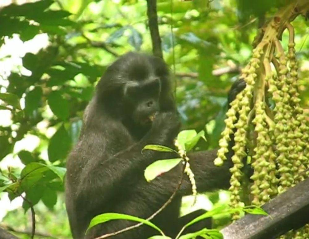 Simakobu (youtube.com/Wendy Erb, Ph.D)