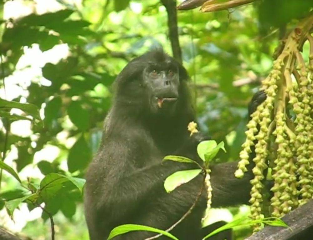 Simakobu (youtube.com/Wendy Erb, Ph.D)