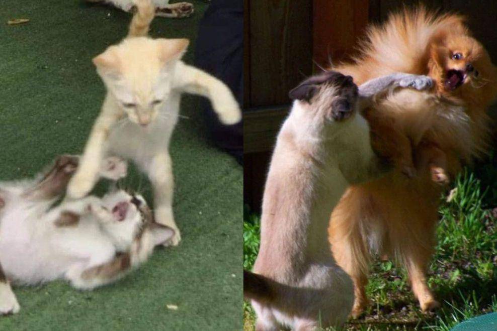 potret lucu kucing marah besar sampai memukul (x.com/reactjpg I reddit.com/EveningSun202010)