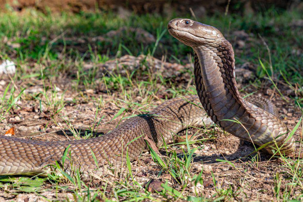 Kobra penyembur raksasa (inaturalist.org/Daniel Liepack)