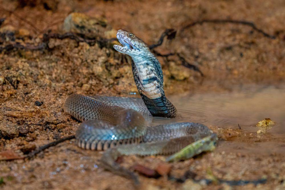 Kobra penyembur mozambik (inaturalist.org/Marc Henrion)