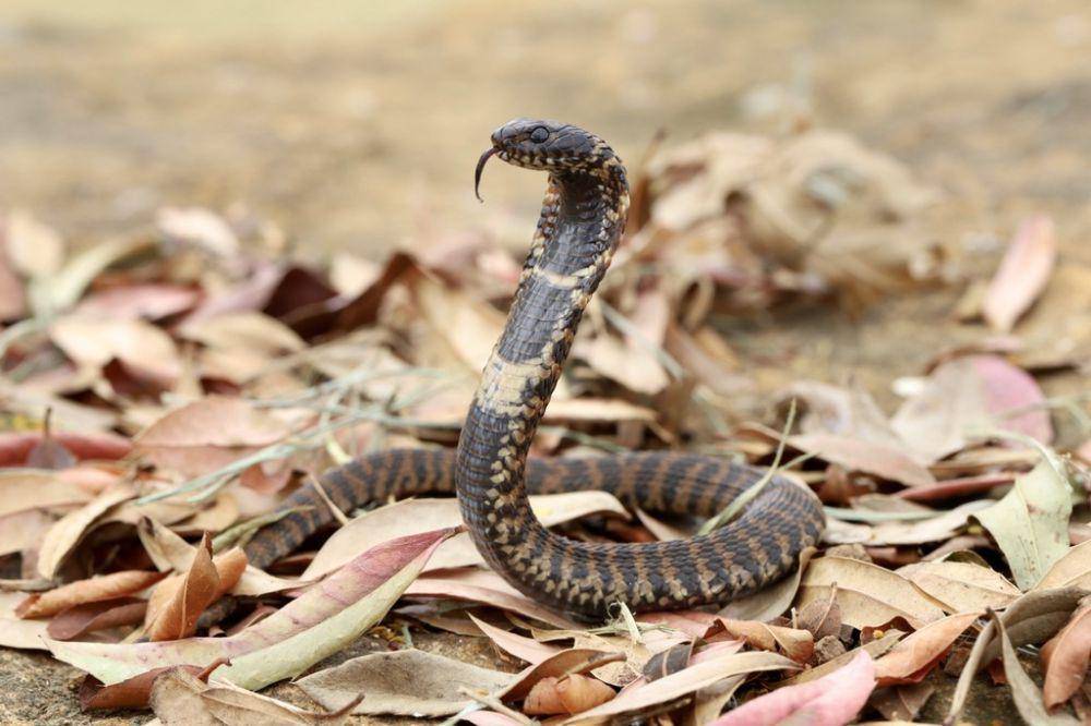 Kobra penyembur berleher cincin (inaturalist.org/Davin Manson)