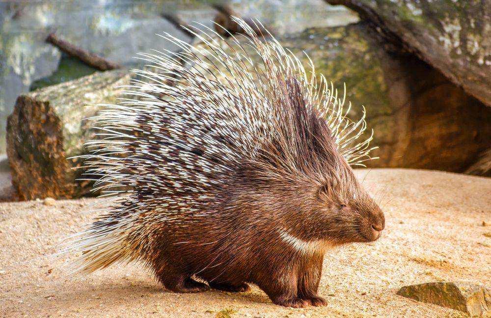 Gambar di atas bukan landak sumatra (pixabay.com/Tom)