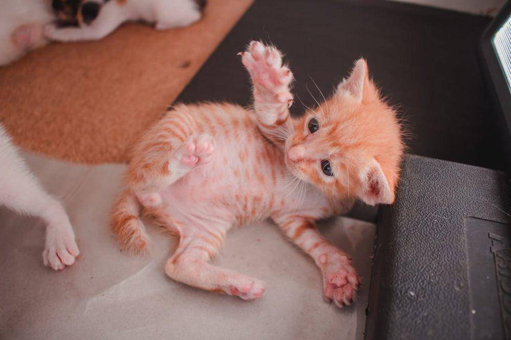 Anak kucing mengeluarkan cakarnya (pexels.com/Erwin Salas)