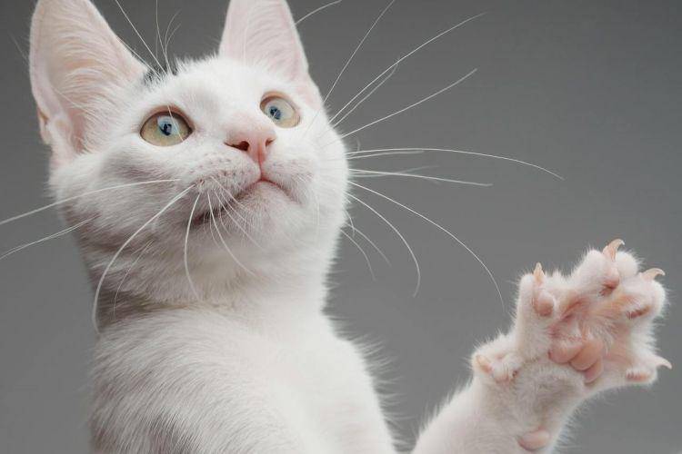 Kucing putih berpose (pexels.com/frank minjarez)